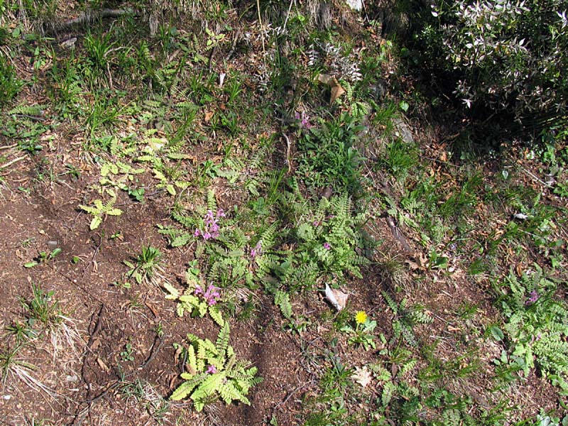 Pedicularis acaulis Scop. / Pedicolare primaticcia